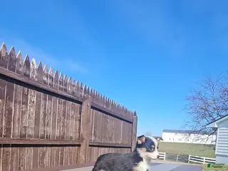 Mixed Breed dogs Roxy - Ad 9