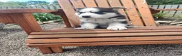 Siberian Husky dogs for sale: Lupine - Ad 4