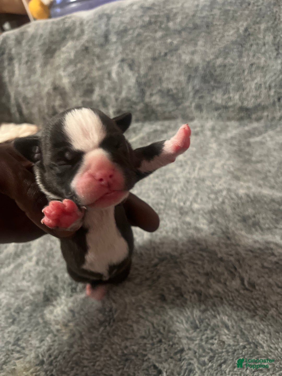 American Bully dogs for sale: American Bully Puppy 3 - Ad 2