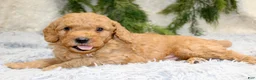 Mini Goldendoodle dogs for sale: Mini Goldendoodle Puppy 2 - Ad 3