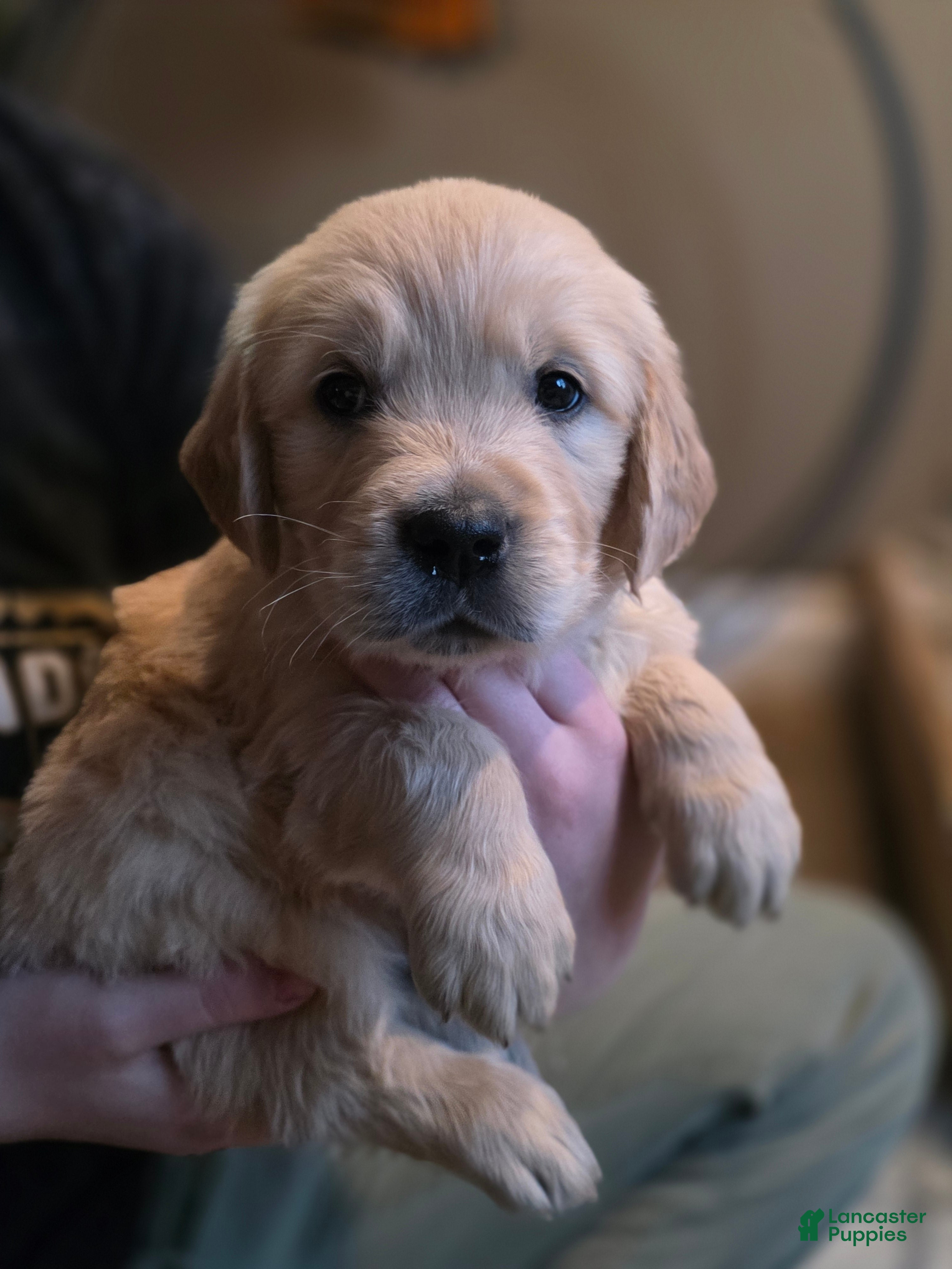 Golden Retriever dogs Cheerio, Champion Sired - Ad 1