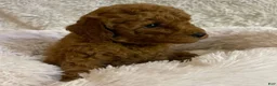 Toy Poodle dogs for sale: Coco - Ad 5