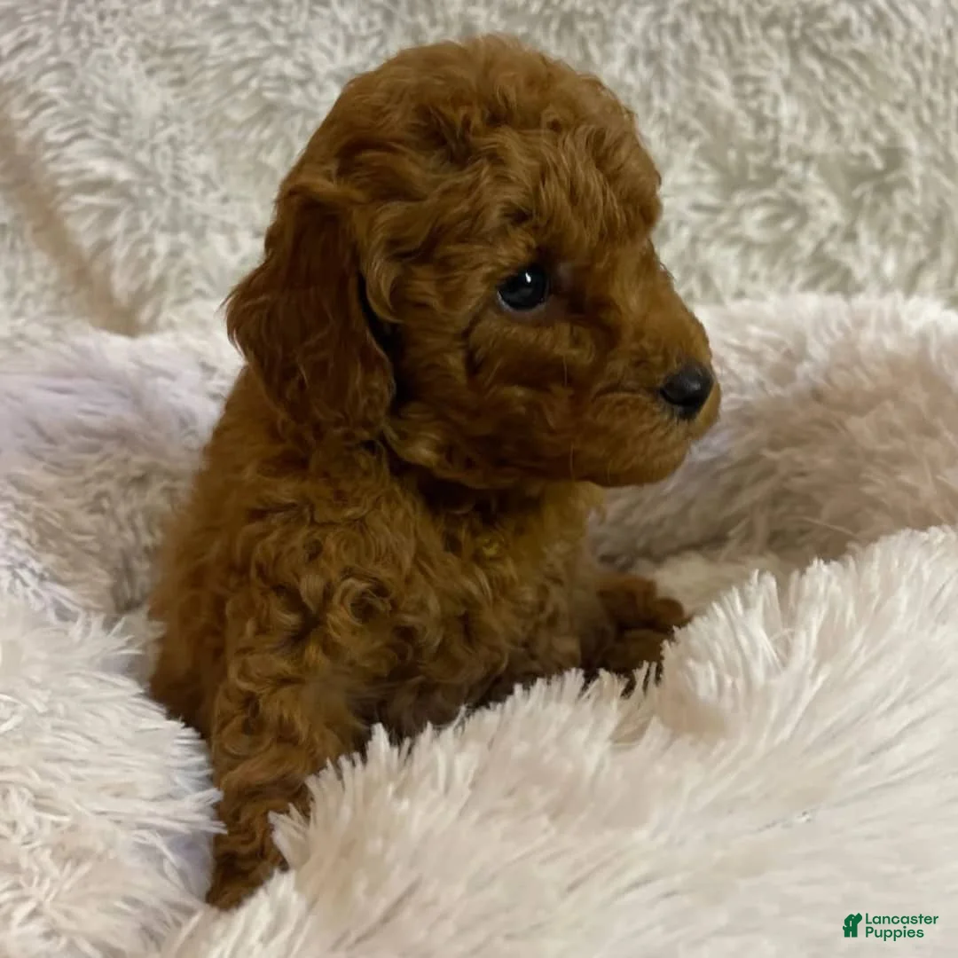 Toy Poodle dogs for sale: Coco - Ad 5
