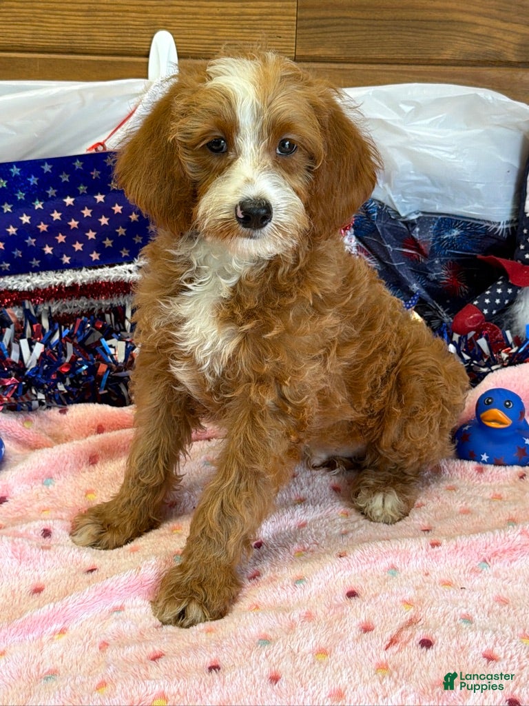 Labradoodle dogs Casanova - Ad 27