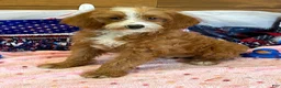 Labradoodle dogs for sale: Casanova - Ad 1