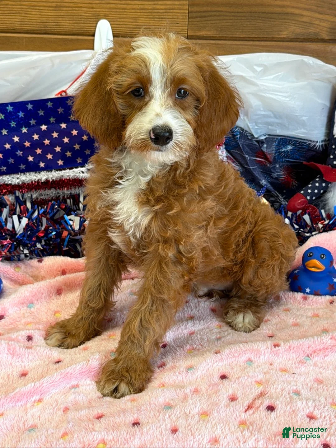Labradoodle dogs for sale: Casanova - Ad 1
