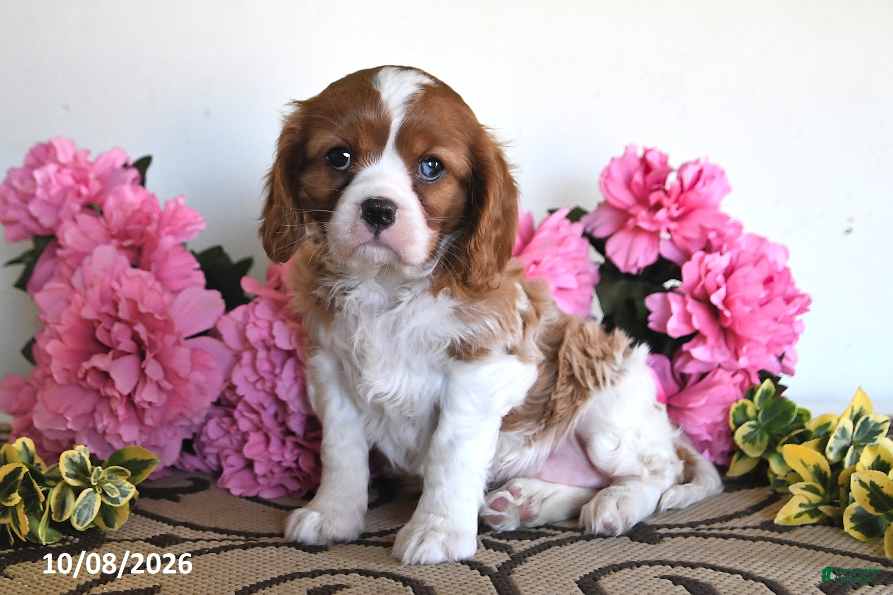 Cavalier King Charles Spaniel dogs Sunshine - Ad 1