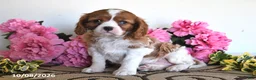 Cavalier King Charles Spaniel dogs for sale: Carmel - Ad 3