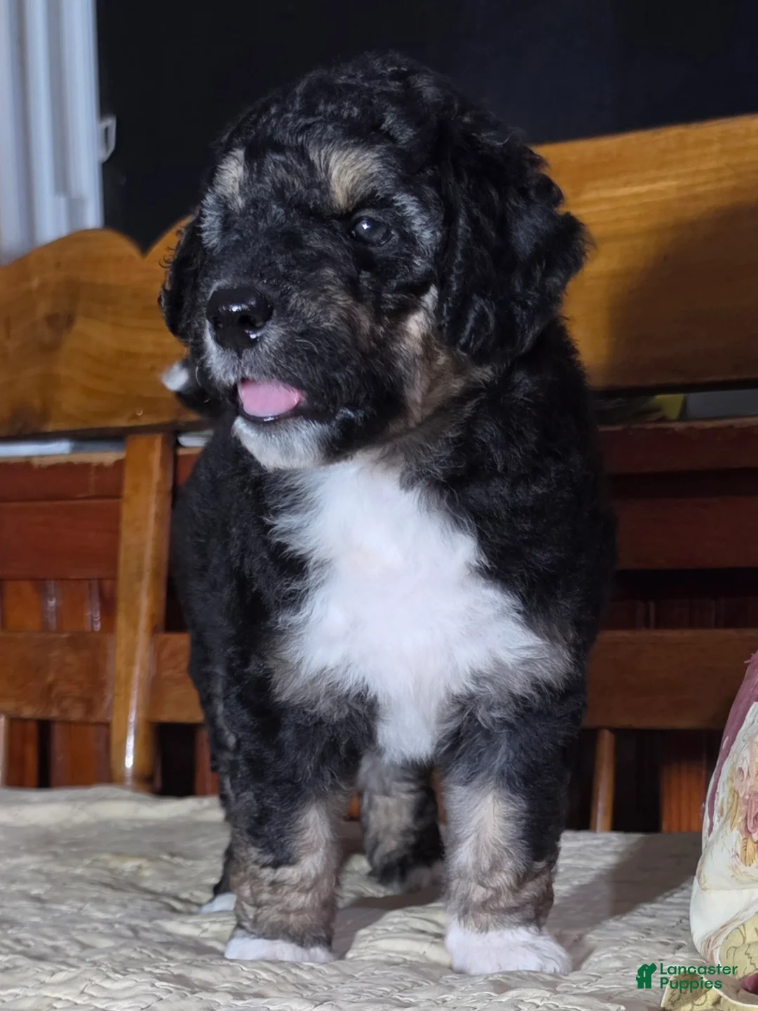 Aussiedoodle dogs for sale: RTEATA - Ad 2