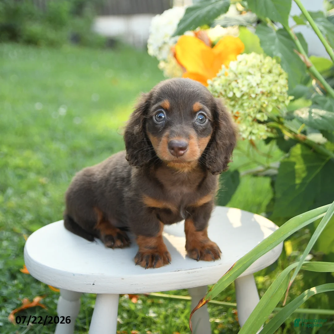Miniature Dachshund dogs for sale: Fancy - Ad 1