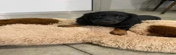 Miniature Dachshund dogs for sale: Bo - Ad 10