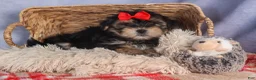 Morkie dogs for sale: Nash - Ad 12