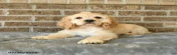 Cocker Spaniel dogs for sale: Maxwell - Ad 3