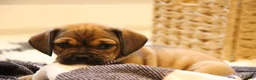 Puggle dogs for sale: Axel - Ad 2