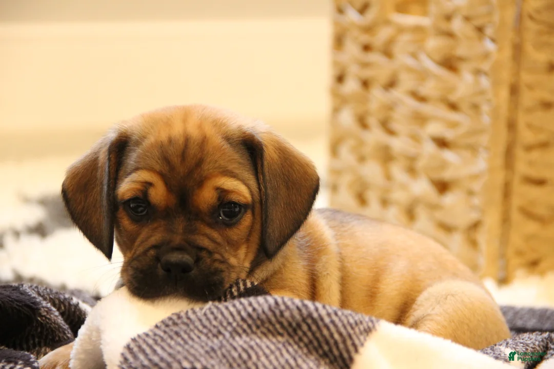 Puggle dogs for sale: Axel - Ad 2