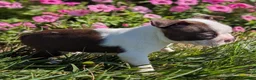 Boston Terrier dogs for sale: Red Pepper - Ad 7