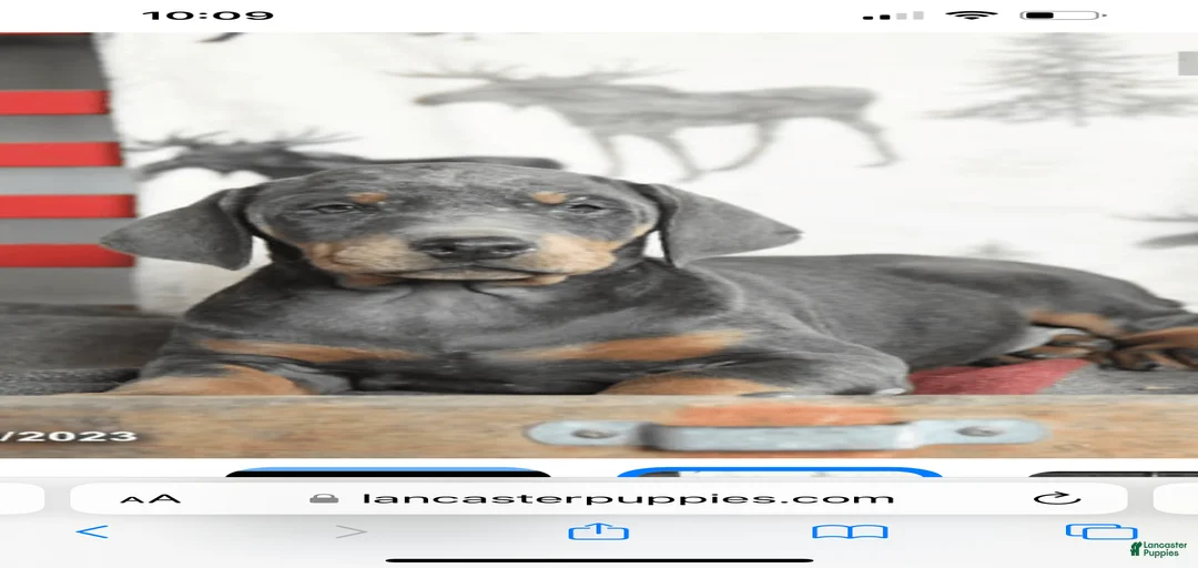 Gallery Image {{count}}