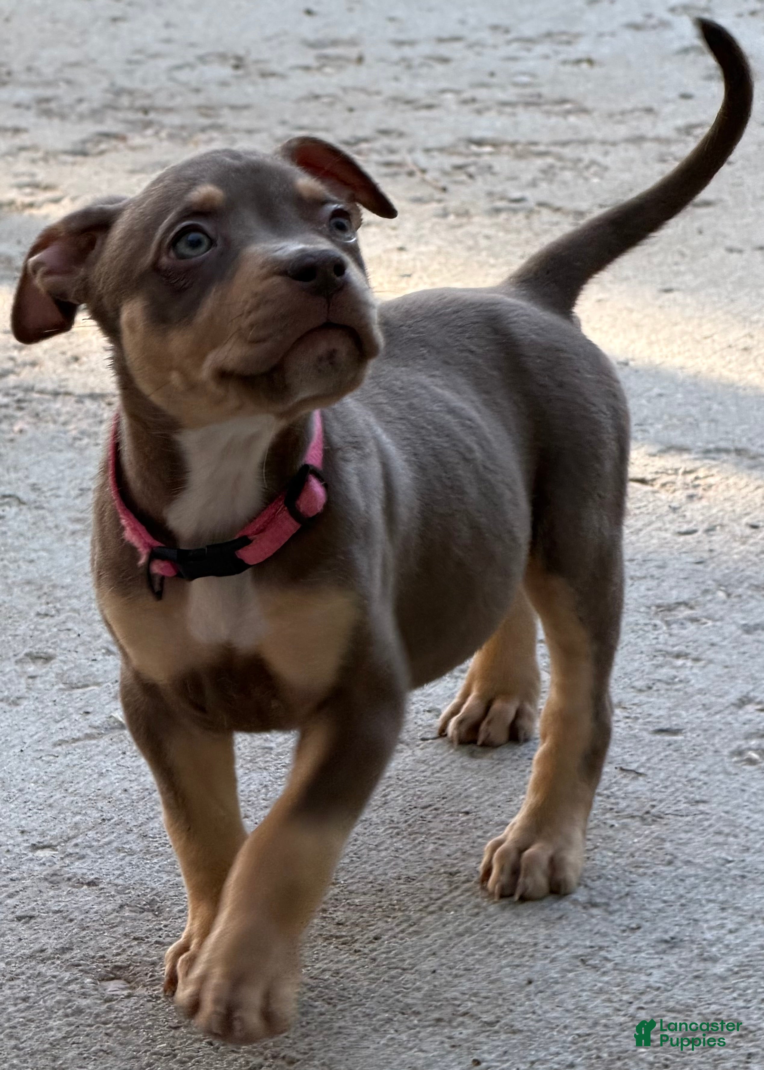 American Bully dogs American Bully Puppy 5 - Ad 1