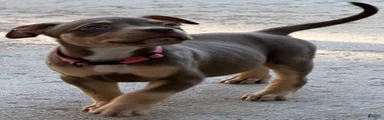 American Bully Puppy 5