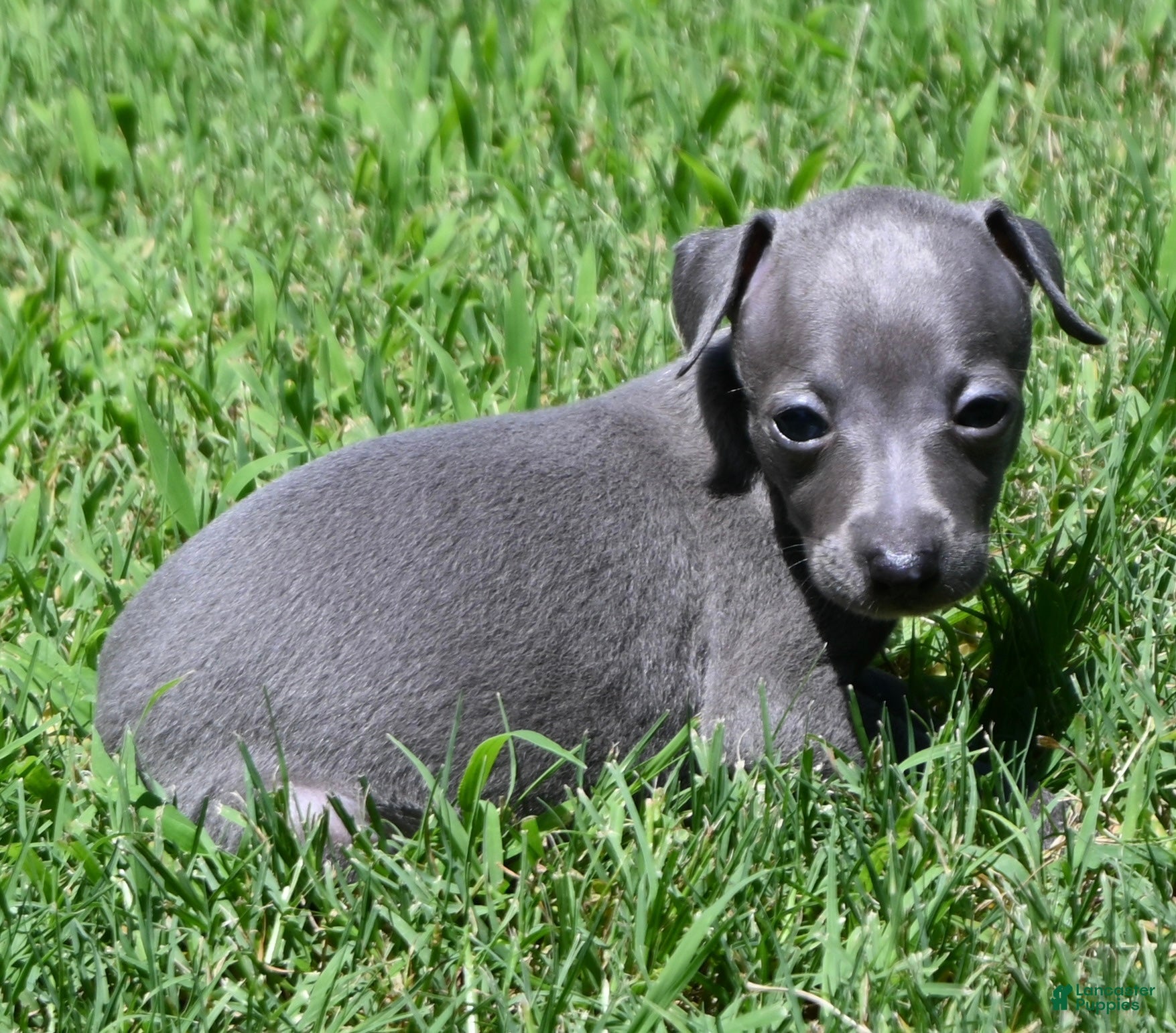 Italian Greyhound dogs Millie - Ad 2