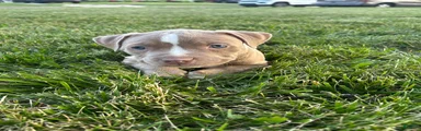 Brown and white female