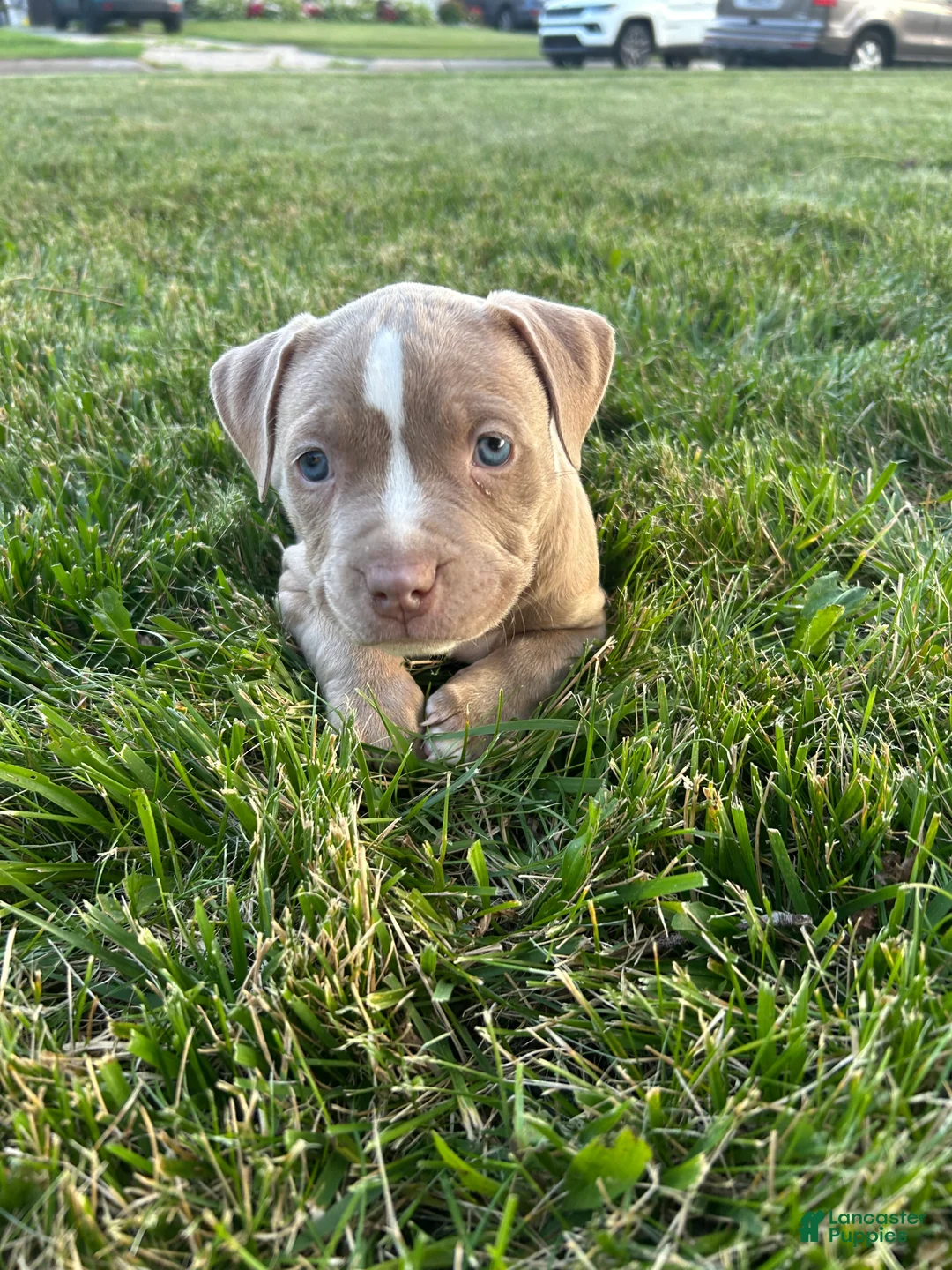 Mixed Breed dogs for sale: Brown and white female - Ad 1