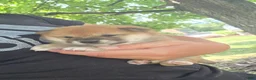 Shiba Inu dogs for sale: Betsy - Ad 13