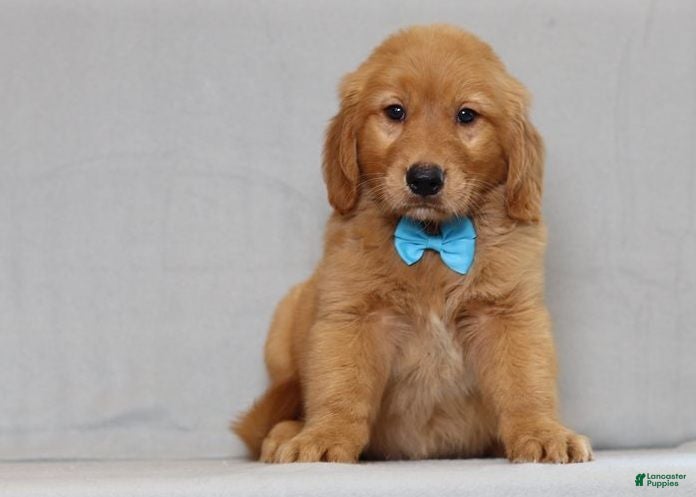 Golden Retriever dogs Golden Retriever 2 - Ad 32
