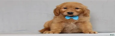 Golden Retriever 2