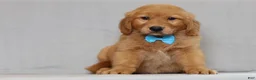 Golden Retriever dogs for sale: Golden Retriever 2 - Ad 1