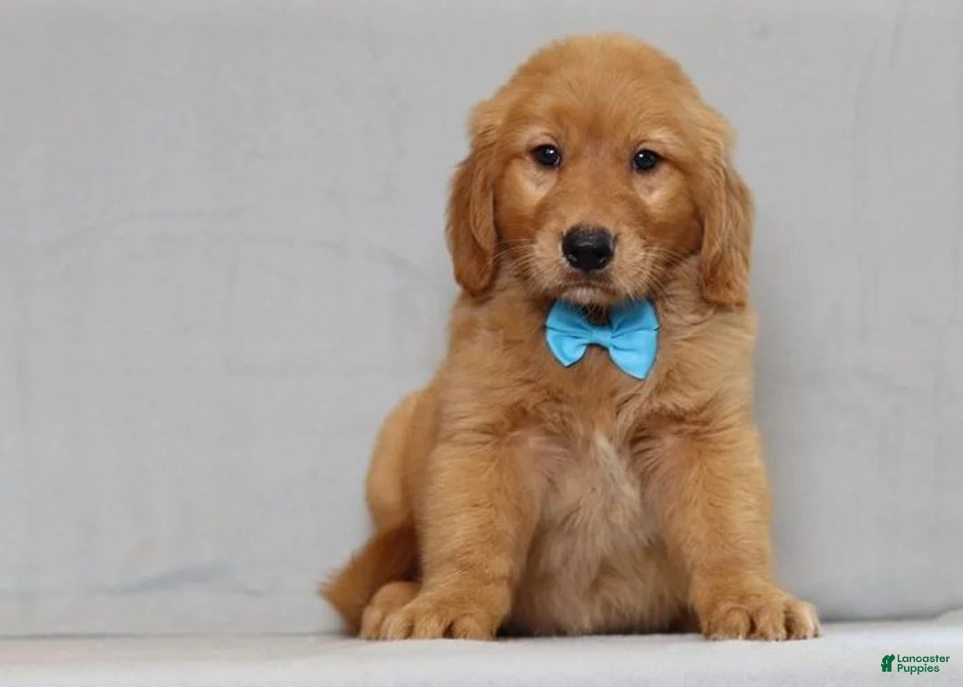 Golden Retriever dogs for sale: Golden Retriever 2 - Ad 1