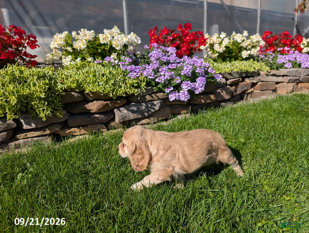Cocker Spaniel dogs for sale: Amanda - Ad 6