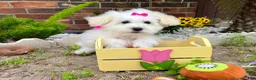 Maltipoo dogs for sale: Snow White - Ad 4