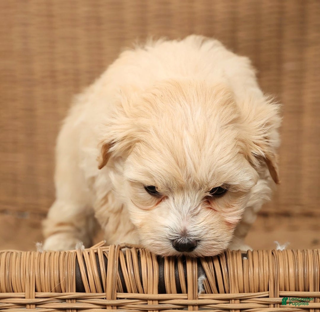 Maltipoo dogs for sale: Molly - Ad 4