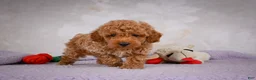 Miniature Poodle dogs for sale: Leo - Ad 7