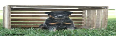 Buttercup