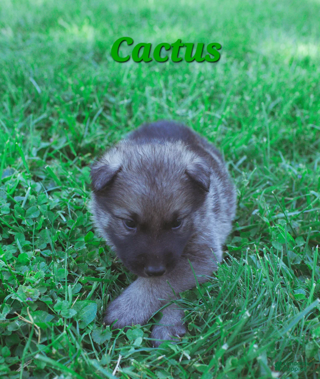 Mixed Breed dogs for sale: Cactus - Ad 2