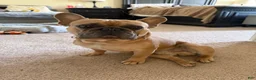 French Bulldog dogs for stud: Smokes pups - Ad 3