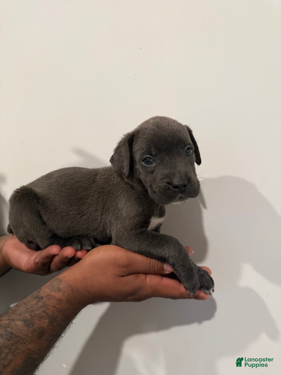 Cane Corso dogs for sale: Skye - Ad 3