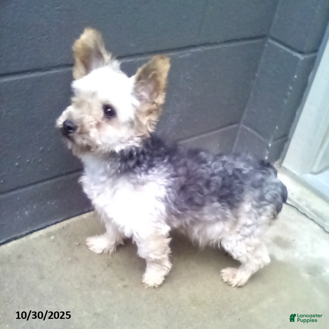 Yorkiepoo dogs for sale: Tyler - Ad 21