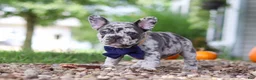 French Bulldog dogs for sale: Hayden - Ad 6