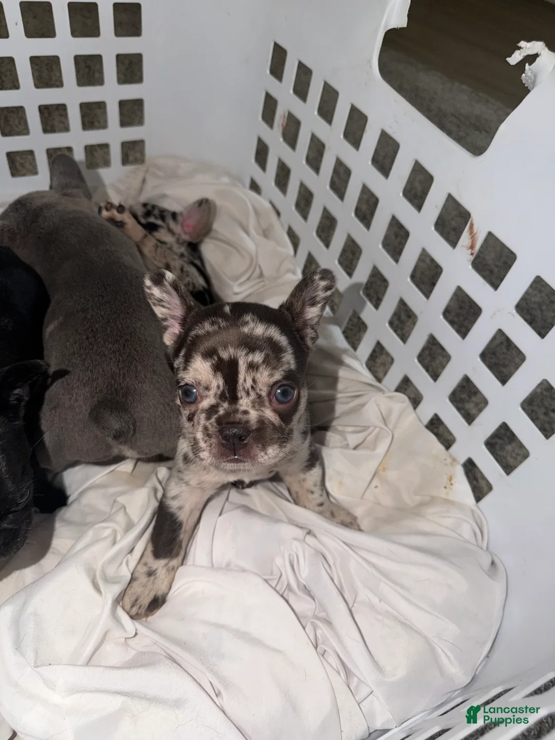 French Bulldog dogs for sale: French Bulldog 1 - Ad 2