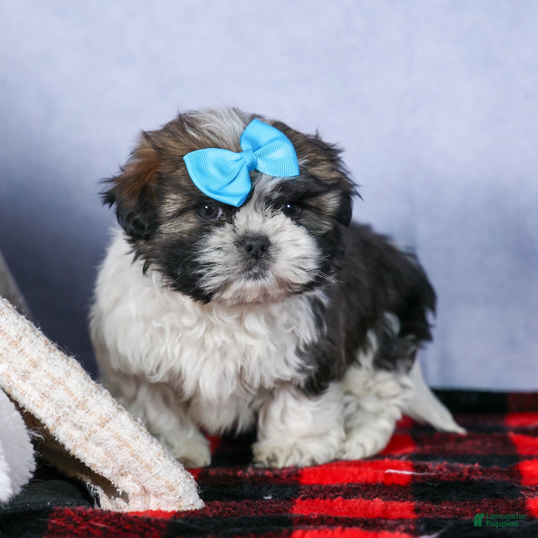 Shih Tzu dogs for sale: MOOSE - Ad 6