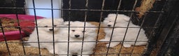 Samoyed dogs for sale: Samoyed Puppy 2 - Ad 1