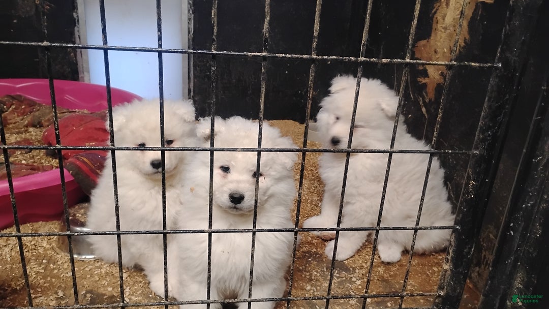 Samoyed dogs for sale: Samoyed Puppy 2 - Ad 1