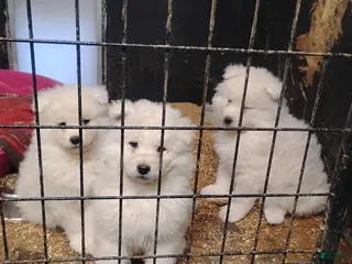 Samoyed dogs Samoyed Puppy 2 - Ad 9