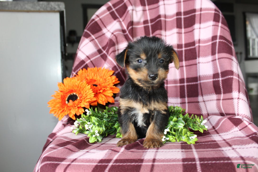 Yorkshire Terrier dogs for sale: Ava - Ad 5