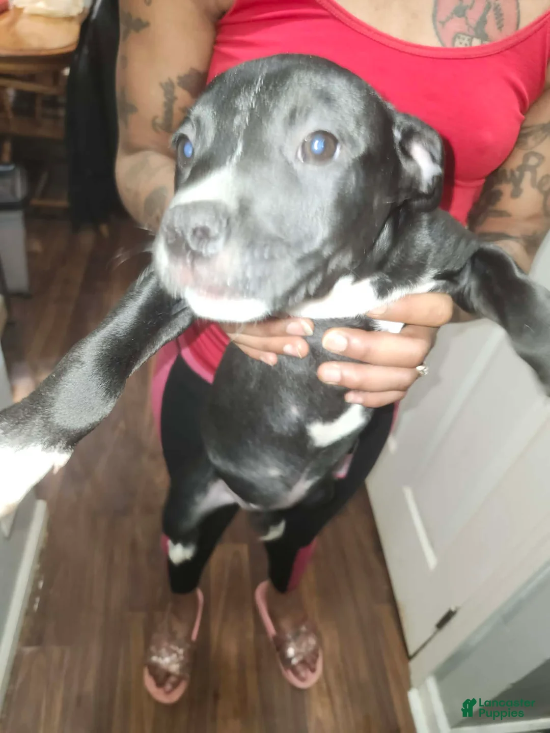 American Staffordshire Terrier dogs for sale: American Staffordshire Terrier Puppy 3 - Ad 6