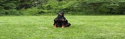 Doberman Pinscher dogs for sale: Kyoshi - Ad 4
