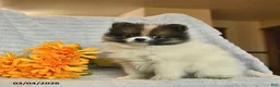Pomeranian dogs for sale: Dusty  - Ad 3